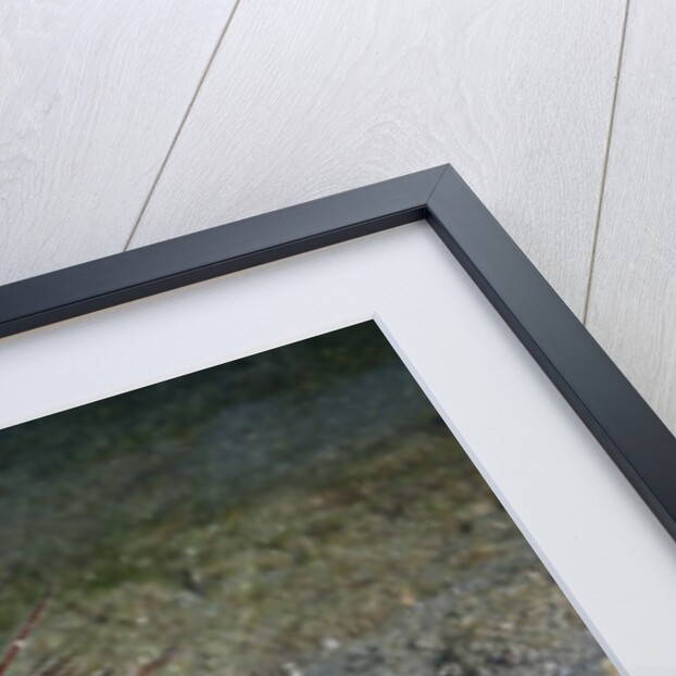 Urchin Crab (Dorippe frascone) carrying a Red Sea Urchin (Astropyga radiata), Lembeh Strait, North Sulawesi, Indonesia by Anonymous