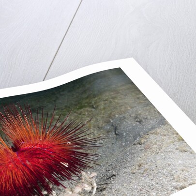 Urchin Crab (Dorippe frascone) carrying a Red Sea Urchin (Astropyga radiata), Lembeh Strait, North Sulawesi, Indonesia by Anonymous