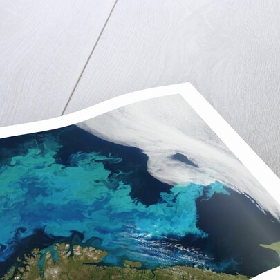 Phytoplankton bloom in the Barents Sea by Anonymous
