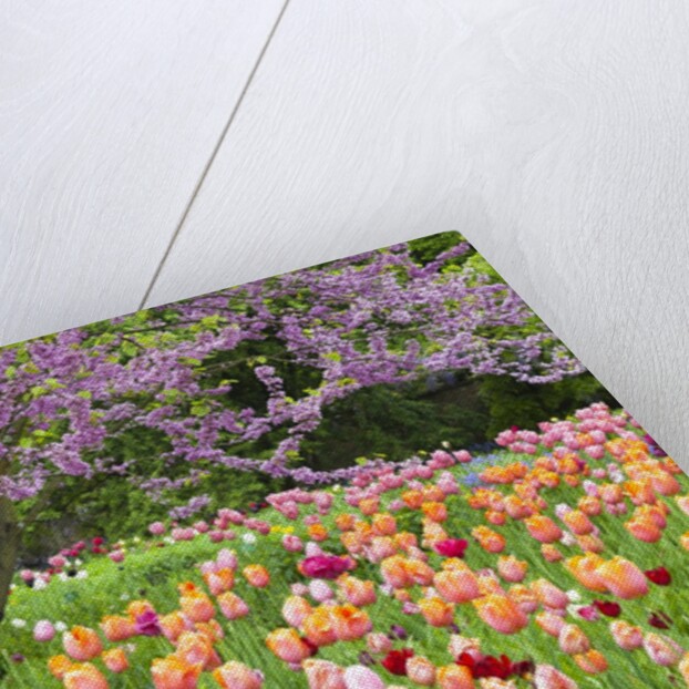 Blooming garden by Anonymous