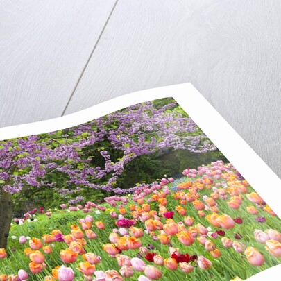 Blooming garden by Anonymous