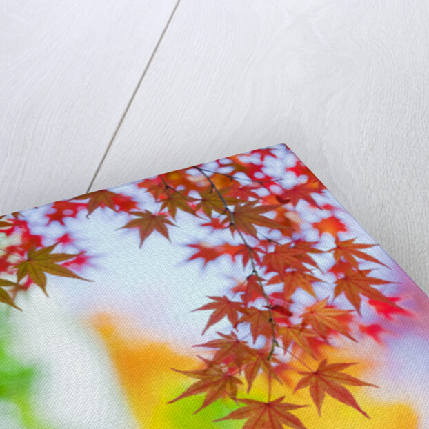 Autumnal Maple Trees by Anonymous