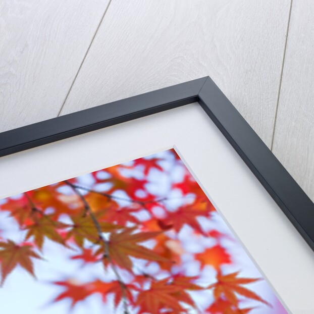 Autumnal Maple Trees by Anonymous