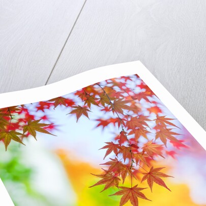 Autumnal Maple Trees by Anonymous