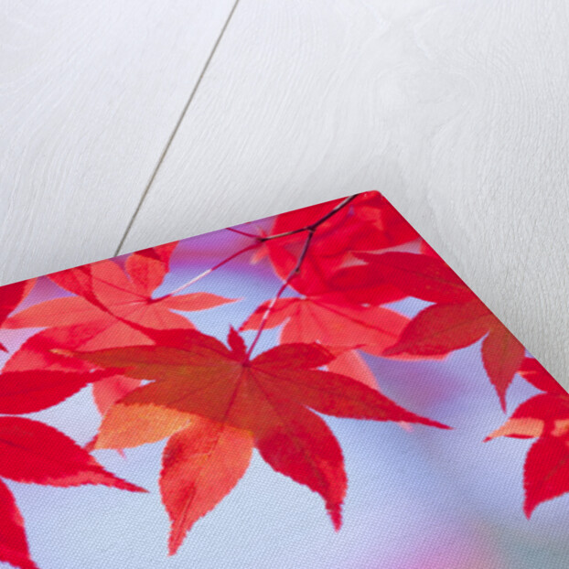 Autumnal Maple Trees by Anonymous