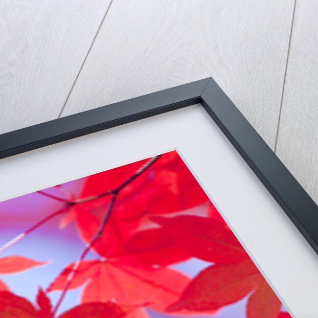 Autumnal Maple Trees by Anonymous