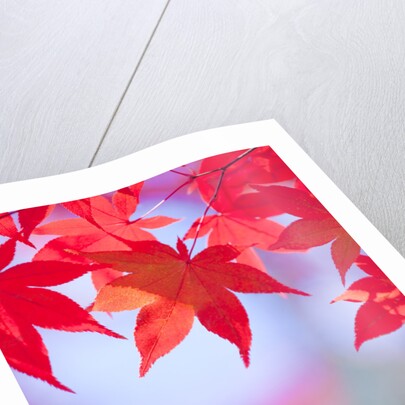 Autumnal Maple Trees by Anonymous