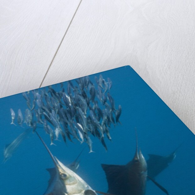 Atlantic Sailfish (Istiophorus albicans) hunting Sardines, Isla Mujeres, Yucatan Peninsula, Caribbean Sea, Mexico. by Anonymous