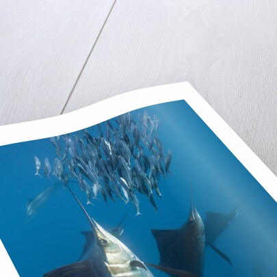 Atlantic Sailfish (Istiophorus albicans) hunting Sardines, Isla Mujeres, Yucatan Peninsula, Caribbean Sea, Mexico. by Anonymous