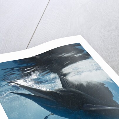 Atlantic Sailfish (Istiophorus albicans) hunting Sardines, Isla Mujeres, Yucatan Peninsula, Caribbean Sea, Mexico. by Anonymous