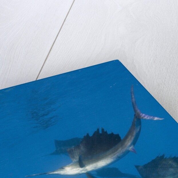 Atlantic Sailfish (Istiophorus albicans) hunting Sardines, Isla Mujeres, Yucatan Peninsula, Caribbean Sea, Mexico. by Anonymous
