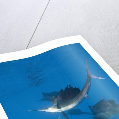 Atlantic Sailfish (Istiophorus albicans) hunting Sardines, Isla Mujeres, Yucatan Peninsula, Caribbean Sea, Mexico. by Anonymous