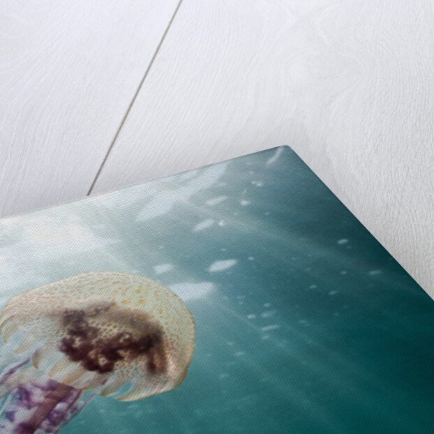 Mauve Stinger Jellyfish (Pelagia noctiluca), Cap de Creus, Costa Brava, Spain by Anonymous