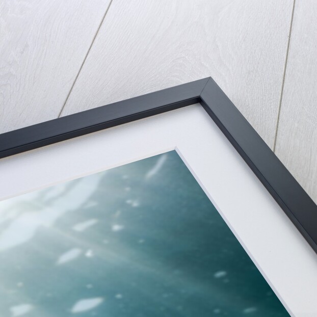 Mauve Stinger Jellyfish (Pelagia noctiluca), Cap de Creus, Costa Brava, Spain by Anonymous