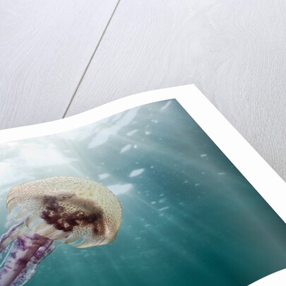 Mauve Stinger Jellyfish (Pelagia noctiluca), Cap de Creus, Costa Brava, Spain by Anonymous