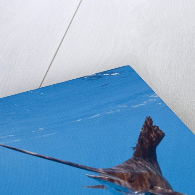 Atlantic Sailfish (Istiophorus albicans), Isla Mujeres, Yucatan Peninsula, Caribbean Sea, Mexico. by Anonymous