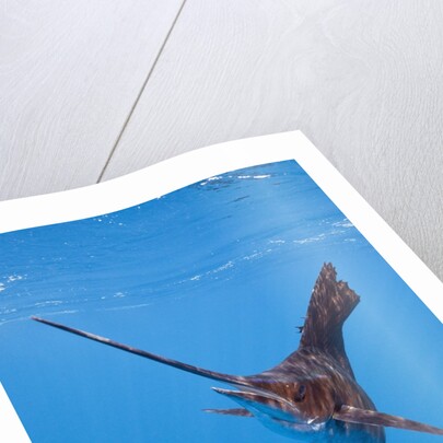 Atlantic Sailfish (Istiophorus albicans), Isla Mujeres, Yucatan Peninsula, Caribbean Sea, Mexico. by Anonymous