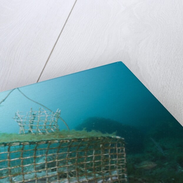 Fish trap over a Coral Reef, Cap de Creus, Costa Brava, Spain by Anonymous
