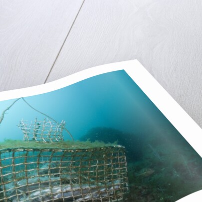 Fish trap over a Coral Reef, Cap de Creus, Costa Brava, Spain by Anonymous