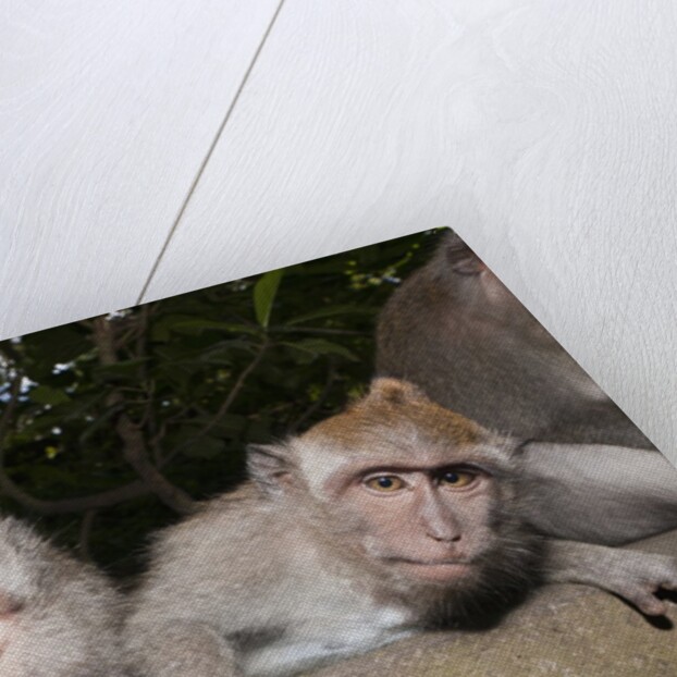 Crab-eating Macaque or Long-tailed Macaque (Macaca fascicularis), Bali, Indonesia by Anonymous