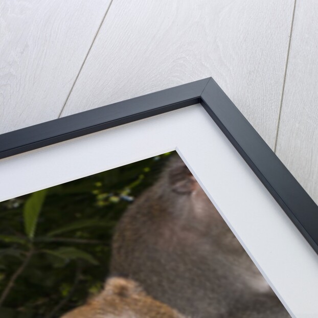 Crab-eating Macaque or Long-tailed Macaque (Macaca fascicularis), Bali, Indonesia by Anonymous