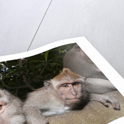 Crab-eating Macaque or Long-tailed Macaque (Macaca fascicularis), Bali, Indonesia by Anonymous