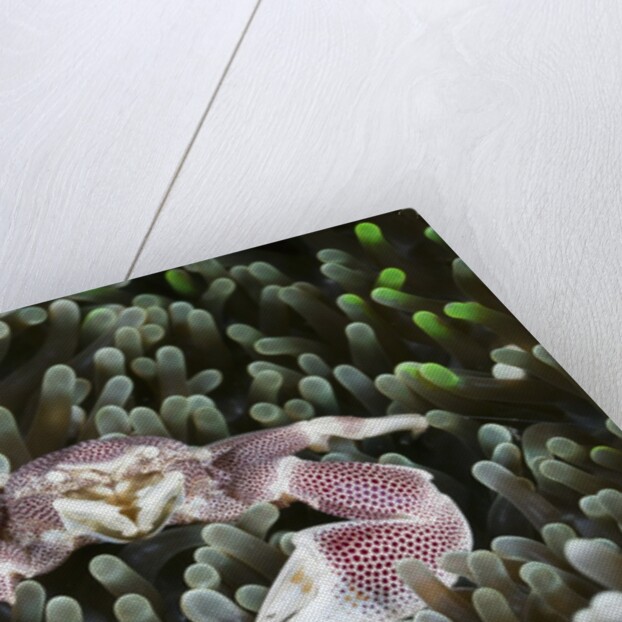 Porcelain Crab in a Sea Anemone (Neopetrolisthes maculatus), Alam Batu, Bali, Indonesia by Anonymous