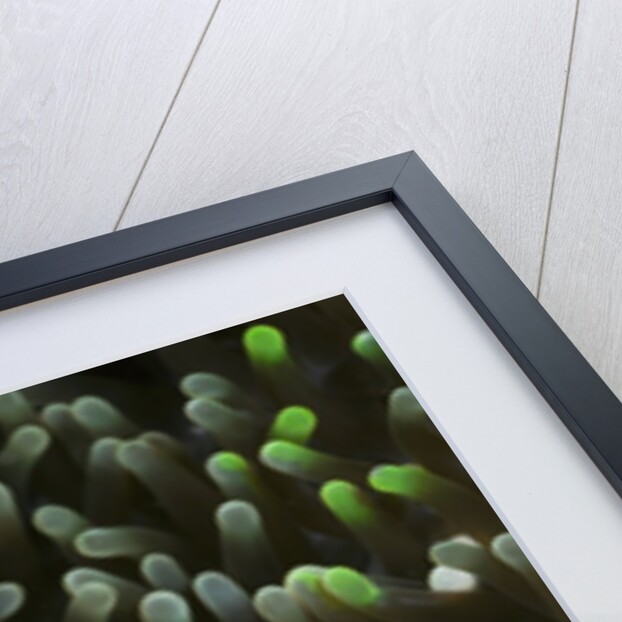 Porcelain Crab in a Sea Anemone (Neopetrolisthes maculatus), Alam Batu, Bali, Indonesia by Anonymous