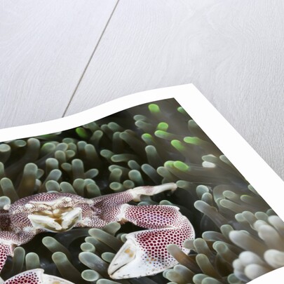 Porcelain Crab in a Sea Anemone (Neopetrolisthes maculatus), Alam Batu, Bali, Indonesia by Anonymous
