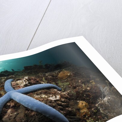 Blue Starfish on a Coral Reef (Linckia laevigata), Alam Batu, Bali, Indonesia by Anonymous