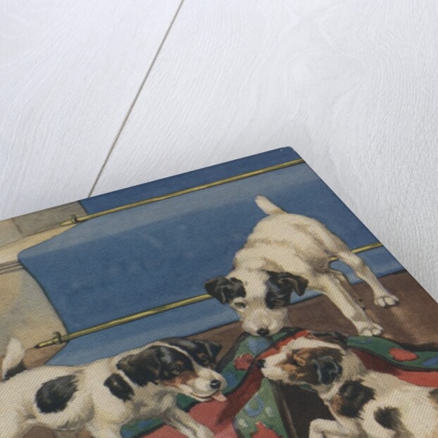 Dogs playing with rug by Anonymous