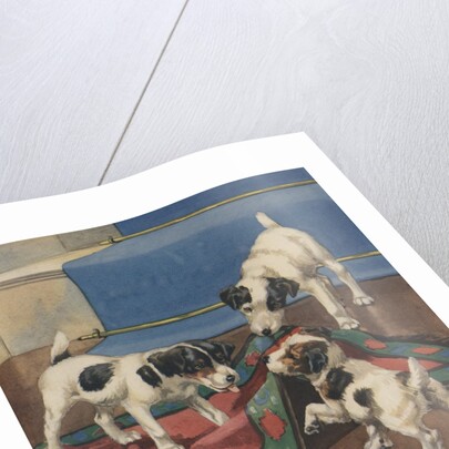 Dogs playing with rug by Anonymous