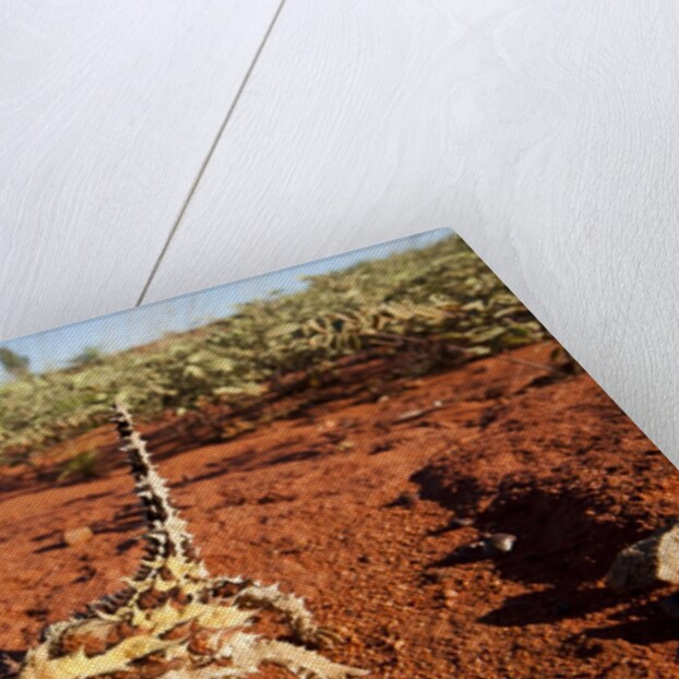 Thorny Devil, Uluru - Kata Tjuta National Park, Australia by Anonymous