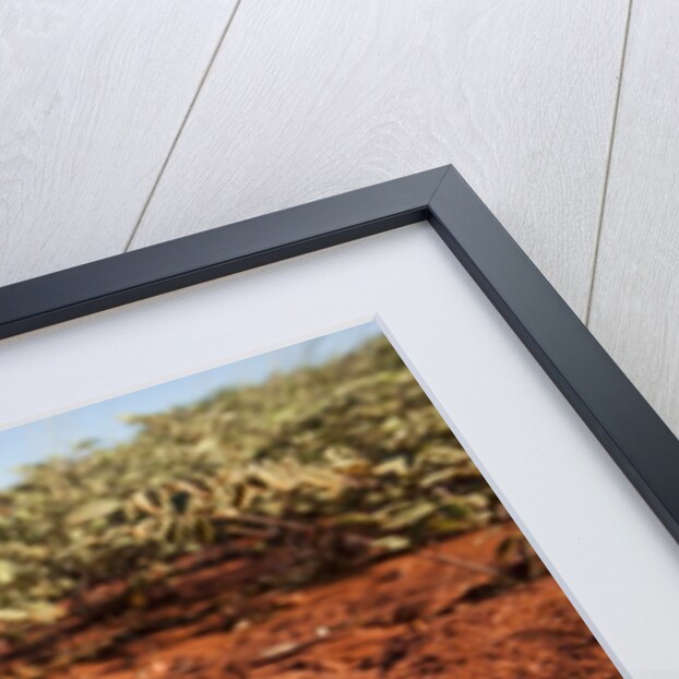 Thorny Devil, Uluru - Kata Tjuta National Park, Australia by Anonymous