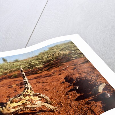 Thorny Devil, Uluru - Kata Tjuta National Park, Australia by Anonymous