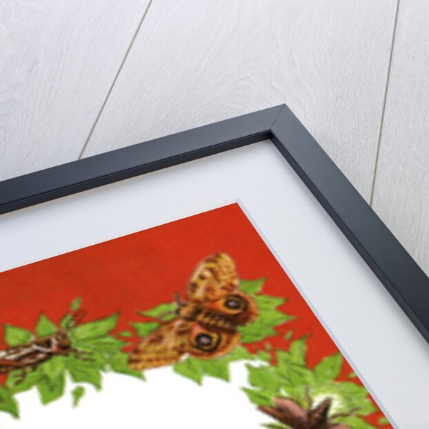 Boder illustration with butterflies, bees and other insects by Anonymous