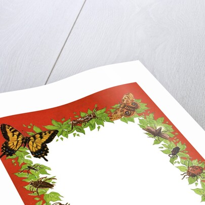 Boder illustration with butterflies, bees and other insects by Anonymous