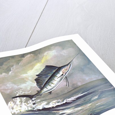 Leaping sailfish by Anonymous