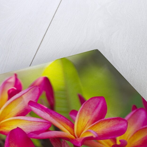 Colorful plumeria (Frangipani) blossoms. Maui, Hawaii by Anonymous