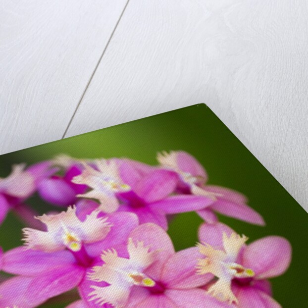 Epidendrum orchids, Hawaii by Anonymous