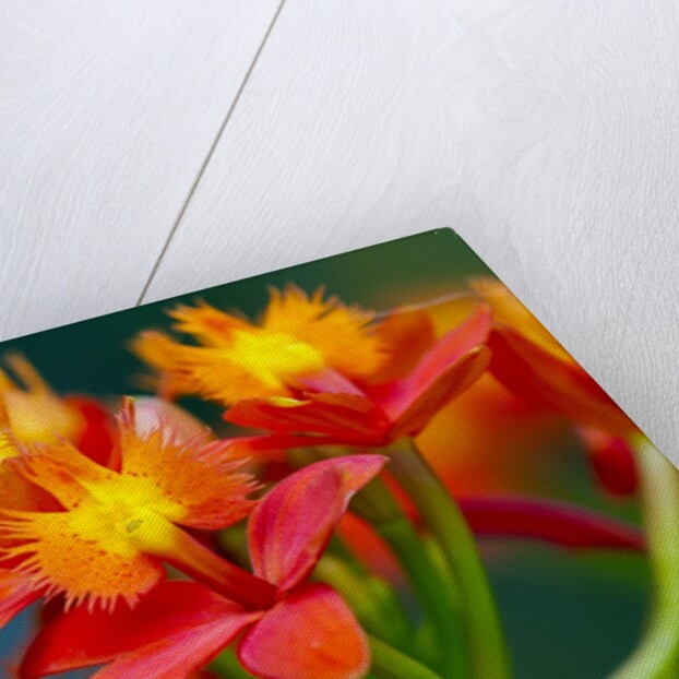 Epidendrum orchids, Hawaii by Anonymous