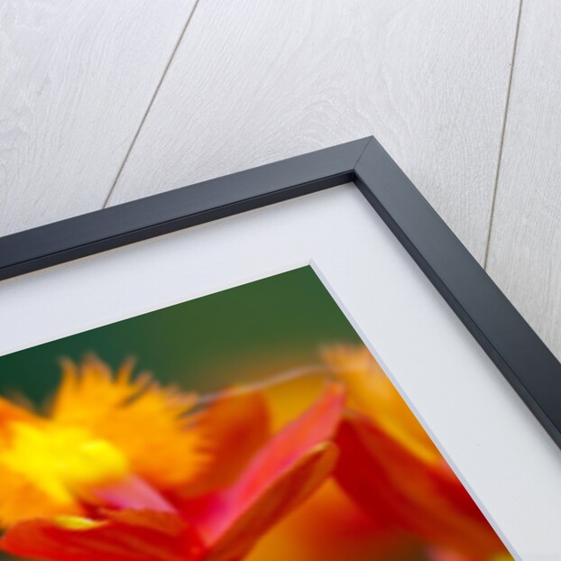 Epidendrum orchids, Hawaii by Anonymous