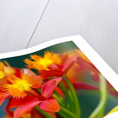 Epidendrum orchids, Hawaii by Anonymous