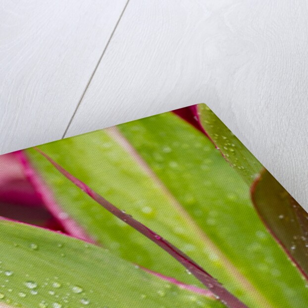 Close-up of Ti leaves, Hawaii by Anonymous