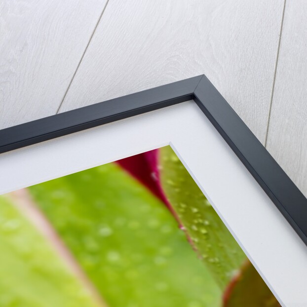 Close-up of Ti leaves, Hawaii by Anonymous