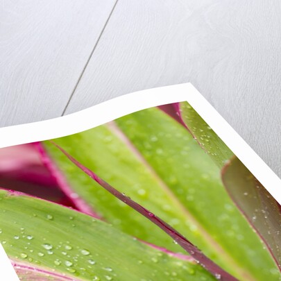 Close-up of Ti leaves, Hawaii by Anonymous