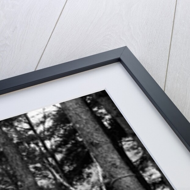 The family has picnic among the pines, ca. 1900. by Anonymous