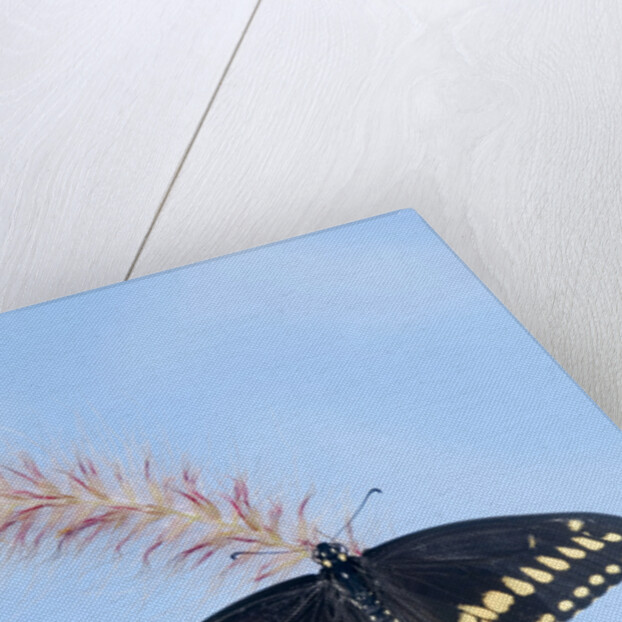 Eastern Black Swallowtail butterfly (Papilio polyxenes asterius) male rests on purple fountain grass (Pennisetum s. rubrum) in summer backyard garden. Nova Scotia, Canada. by Anonymous