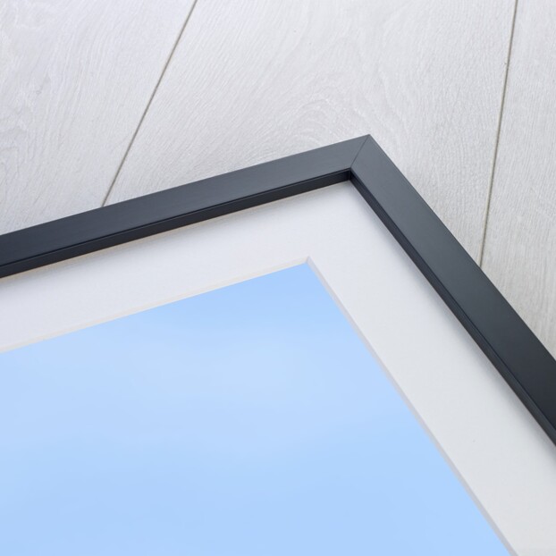 Eastern Black Swallowtail butterfly (Papilio polyxenes asterius) male rests on purple fountain grass (Pennisetum s. rubrum) in summer backyard garden. Nova Scotia, Canada. by Anonymous
