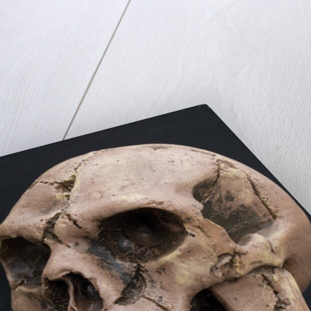 Neanderthal or Neandertal man - reconstructed skull by Anonymous